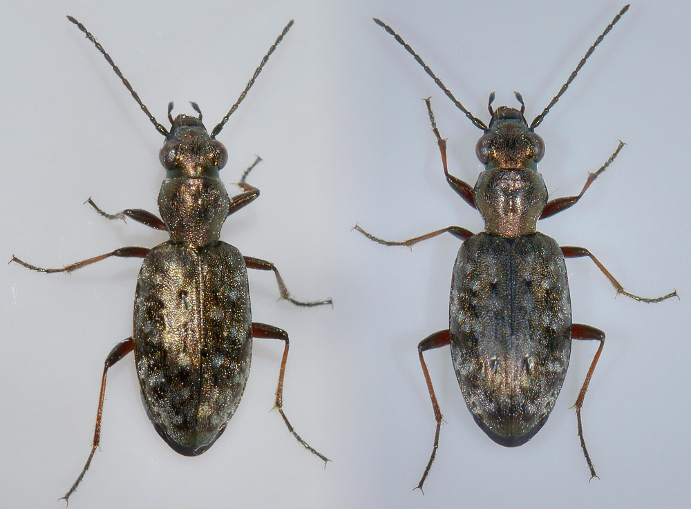 Asaphidion caraboides